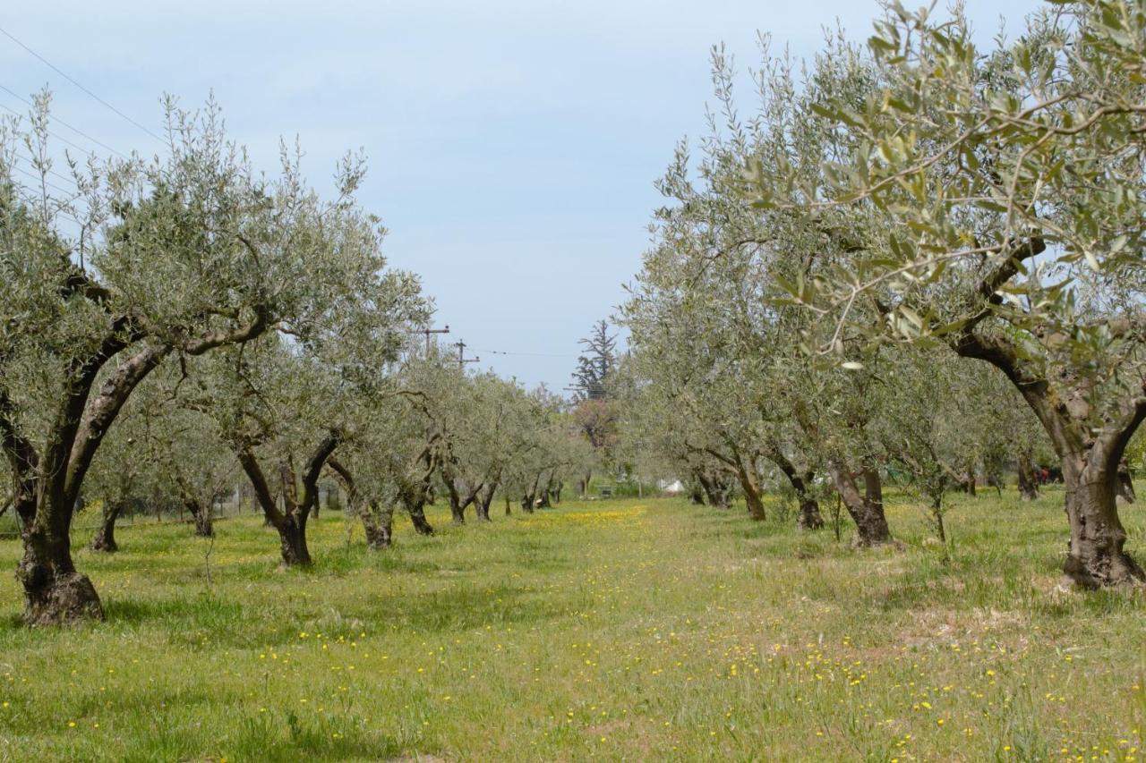 Olivemare Holidays Nea Iraklia Bagian luar foto